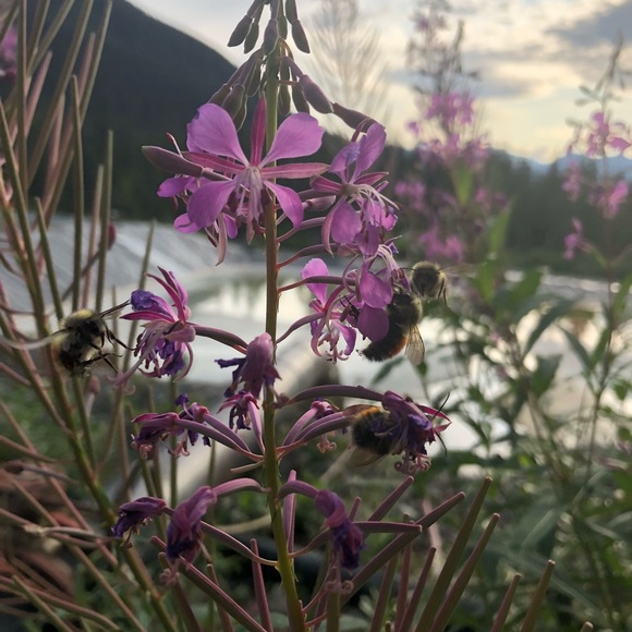 Meet your Posher, Adrienne - Picture 2 of 7